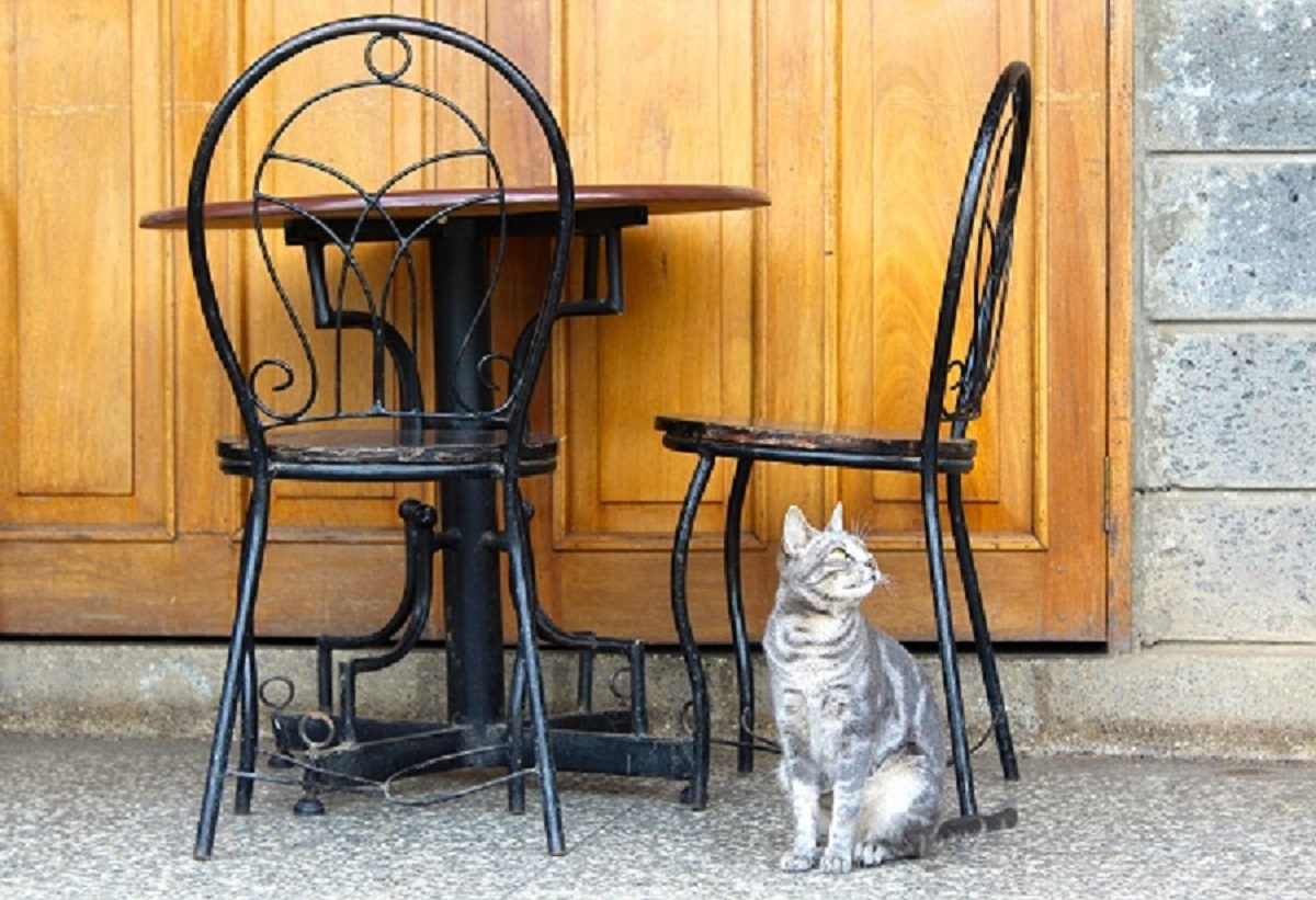 Cat waiting for visitors