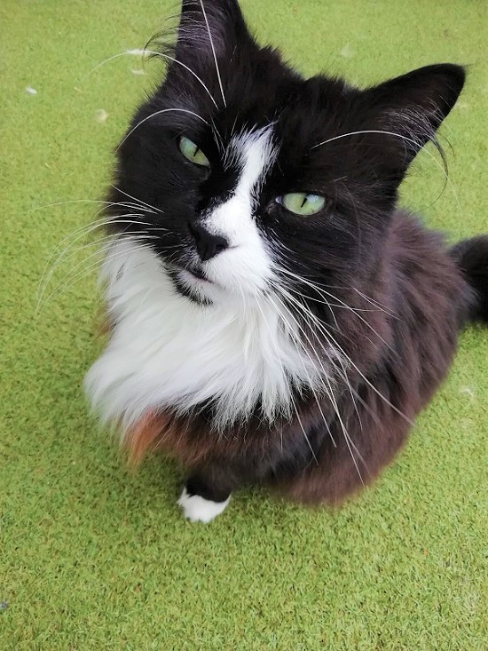 Black and white cat posing for a picture