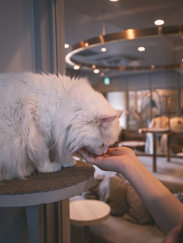 Cat getting some treats from our staff