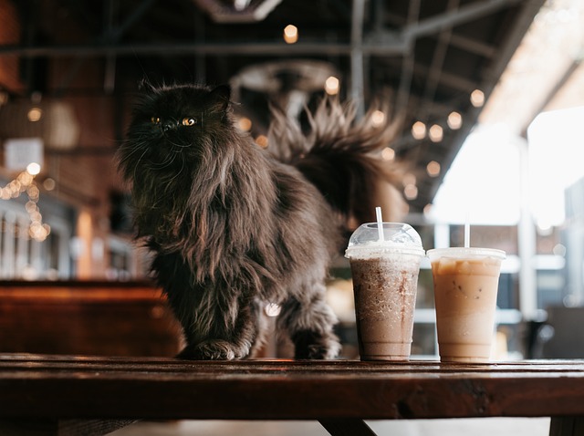 Long haired cat over coffee table