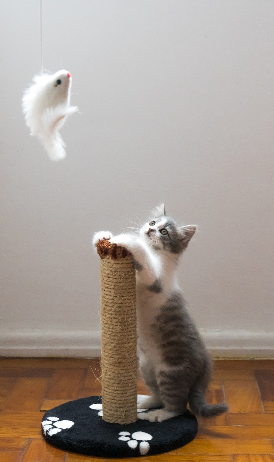 Kitten playing with a mouse toy