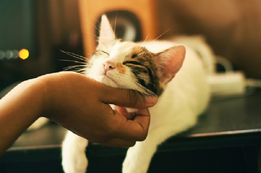 Cat purring while being petted