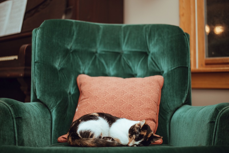 Cat sleeping in sofa