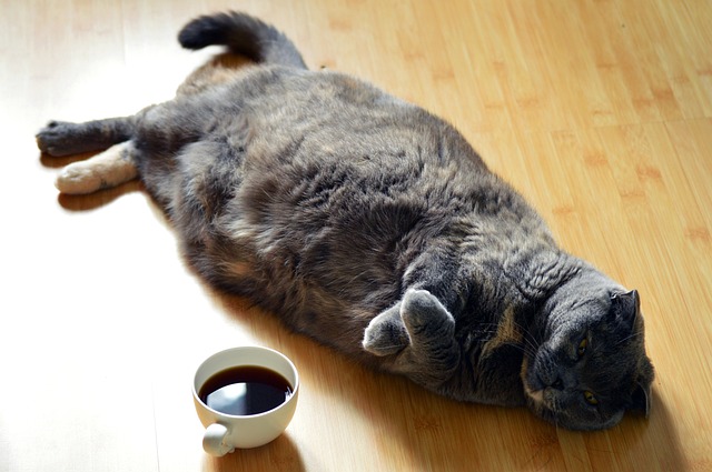 Cat resting in front of a cup of coffee