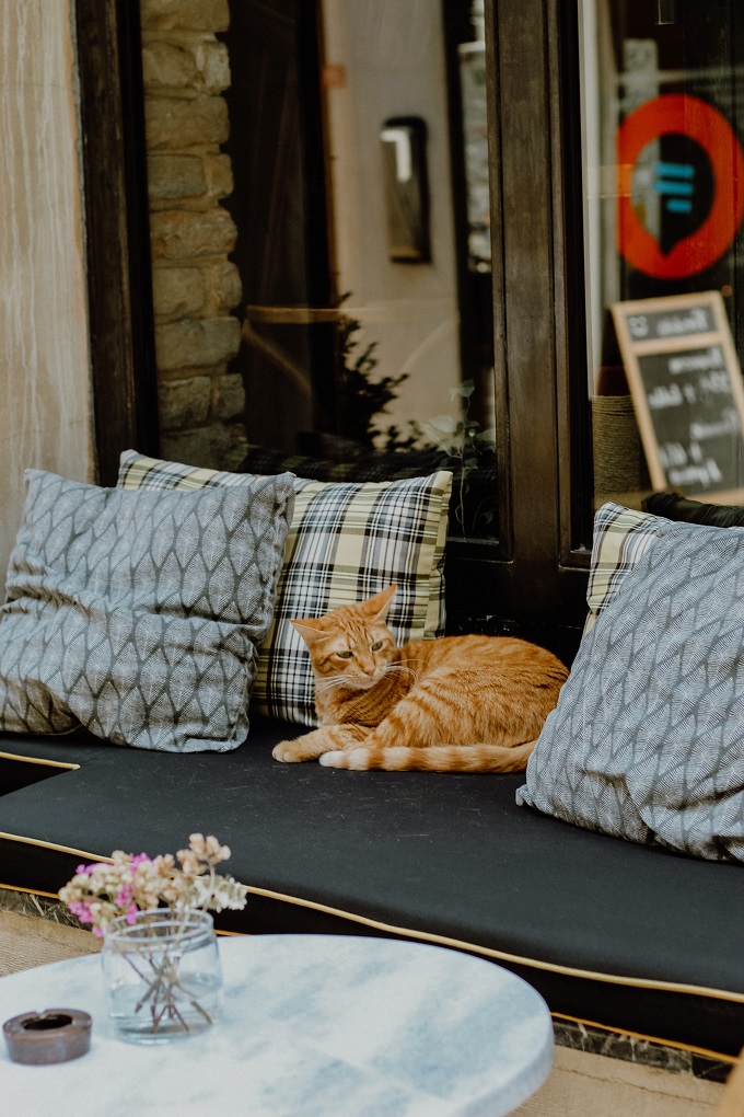 Cat comfortably resting in sofa