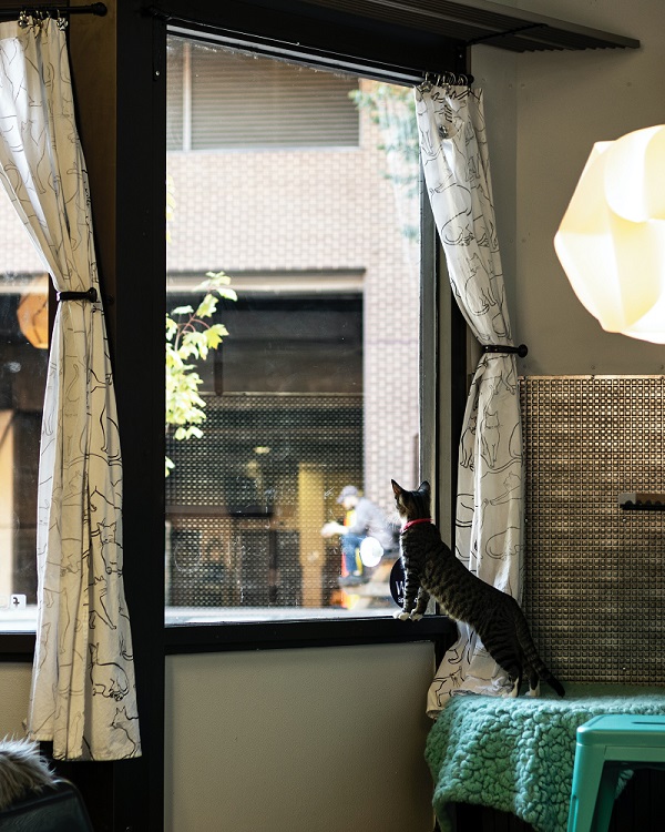 Cat spying by the window