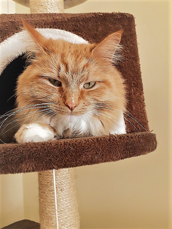 Ginger cat inside of his playing tree