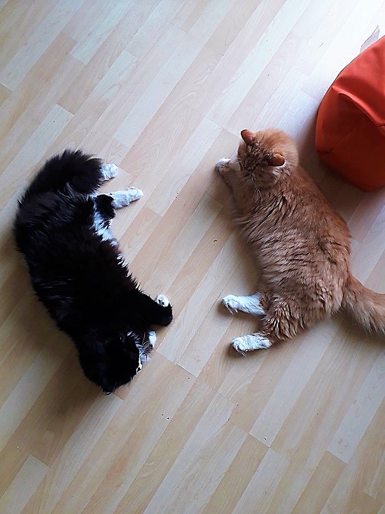 Two cats resting together