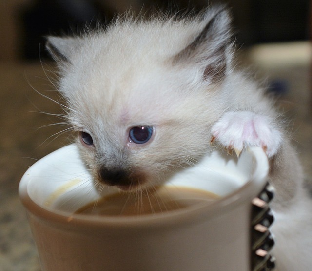 Kitten trying to drink from a cup