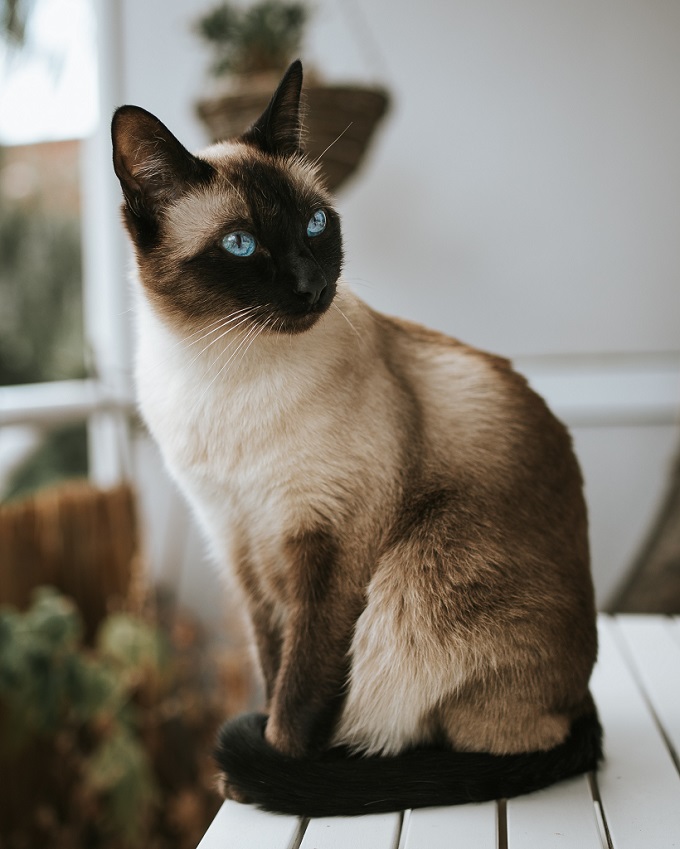 Siamese cat over table