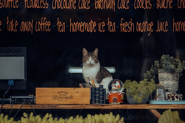 Cat welcoming visitors at cat cafe